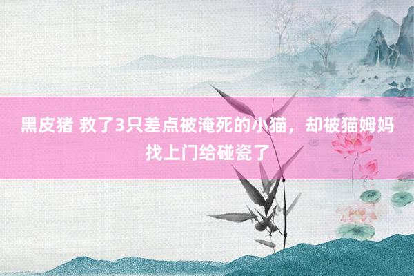 黑皮猪 救了3只差点被淹死的小猫，却被猫姆妈找上门给碰瓷了