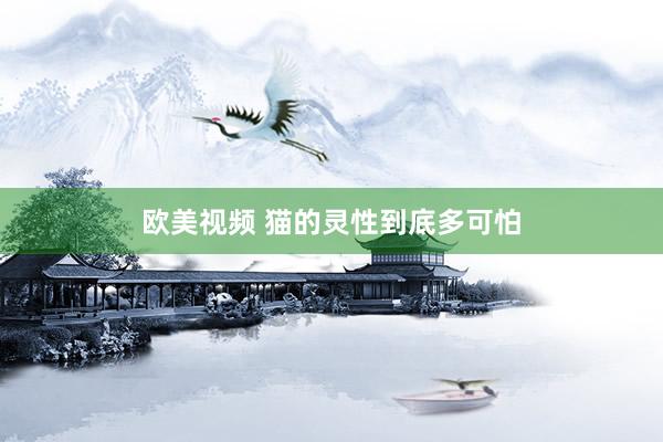 欧美视频 猫的灵性到底多可怕